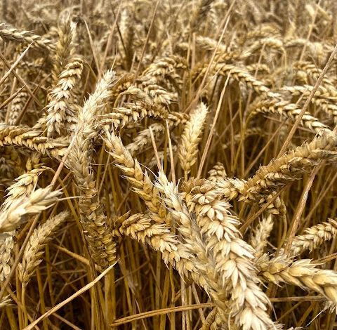 36) farmingGeorge’s Fobbing Farm Update: Rock & Roll Farming