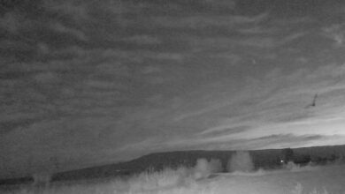 Hawk as it is Getting Light — Monday, August 25, 2025