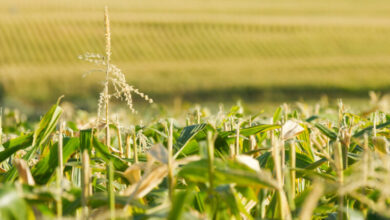 How to Optimize Corn Yield in the Heat of Summer