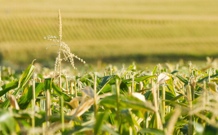 How to Optimize Corn Yield in the Heat of Summer