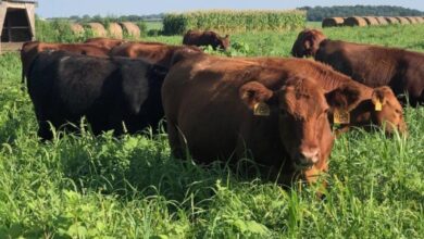 South Poll Bull, Teddy | Curiousfarmer