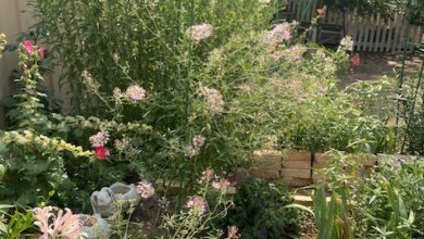 Some Times It is the Ordinary — Thursday, August 21, 2025