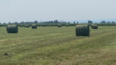 Second Field DONE! — Sunday, August 17, 2025