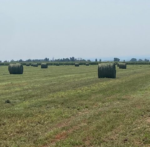 Second Field DONE! — Sunday, August 17, 2025