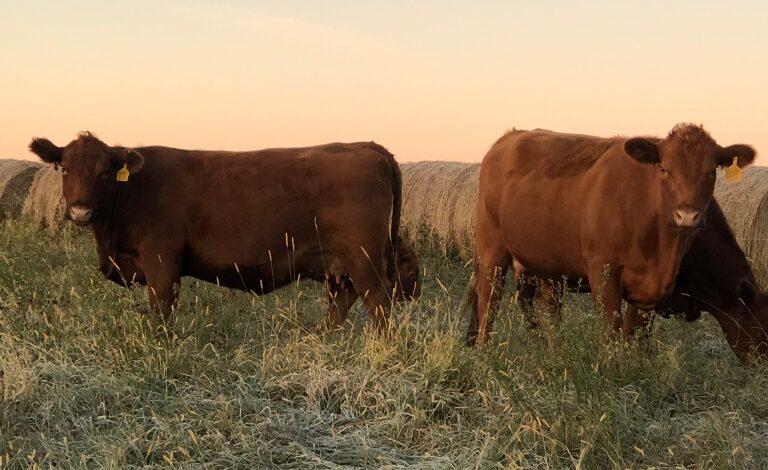 Heifer 75 Becoming a Cow