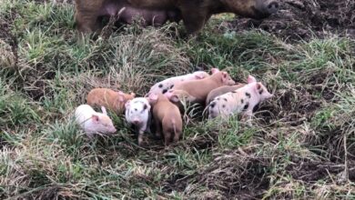 November Litters | Curiousfarmer