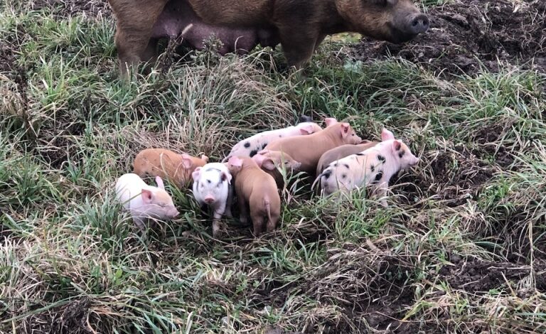 November Litters | Curiousfarmer