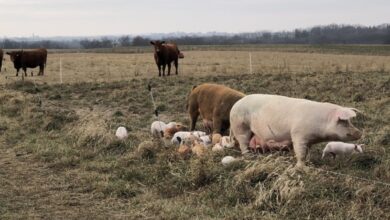 Another Photo, Piglets in December Another Photo, Piglets in December