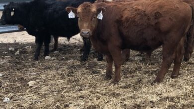 Crossbreeding with 2 New Bulls