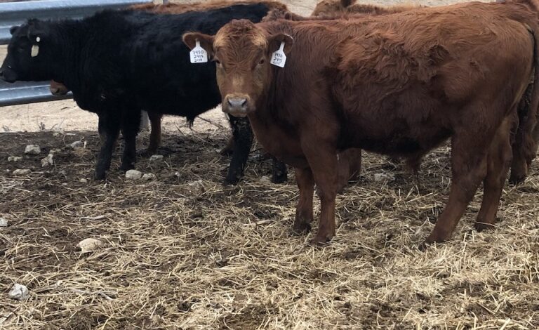 Crossbreeding with 2 New Bulls