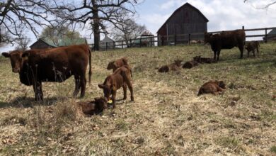 Decision Making | Curiousfarmer