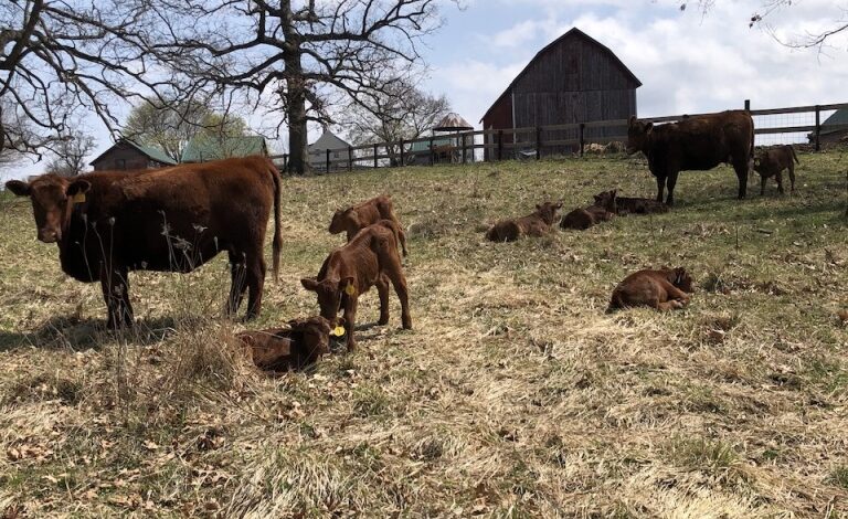 Decision Making | Curiousfarmer