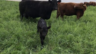 May 2025 | Curiousfarmer