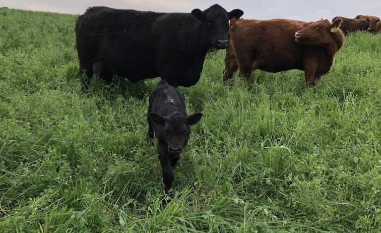 May 2025 | Curiousfarmer