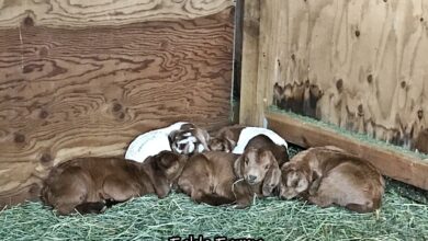 Kidding and Snowmageddon – Fable Farms