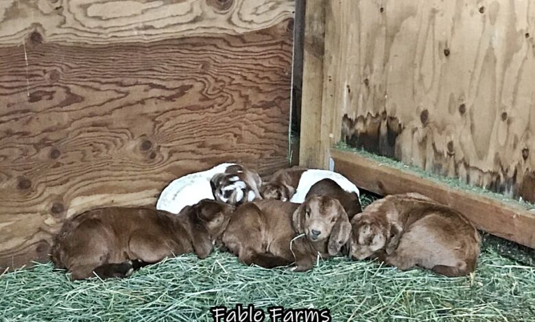 Kidding and Snowmageddon – Fable Farms