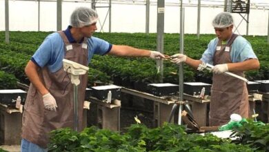 University of Florida Greenhouse Training Online courses start on September 8th! – Urban Ag News University of Florida Greenhouse Training Online courses start on September 8th! – Urban Ag News