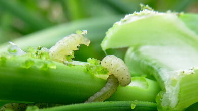 Attack of the leek moth