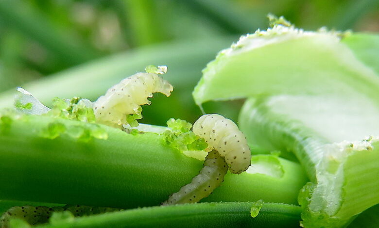 Attack of the leek moth