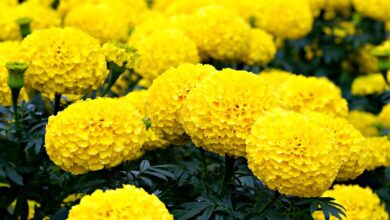 How to Make Homemade Fertilizer for Marigolds: 15 Natural and Organic DIY Recipes