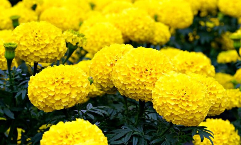 How to Make Homemade Fertilizer for Marigolds: 15 Natural and Organic DIY Recipes