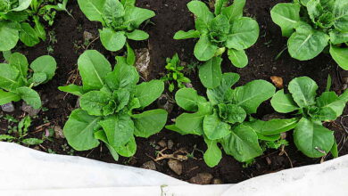 Best lettuce! – Tiny Farm Blog