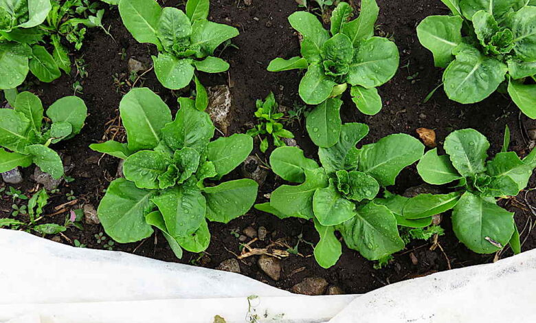 Best lettuce! – Tiny Farm Blog