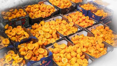 How to Make Homemade Citrus Peel Fertilizer: 15 DIY Natural and Organic Recipes for Houseplants How to Make Homemade Citrus Peel Fertilizer: 15 DIY Natural and Organic Recipes for Houseplants