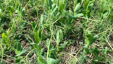 34) farmingGeorge’s Fobbing Farm Update: Chasing cows