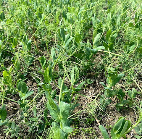 34) farmingGeorge’s Fobbing Farm Update: Chasing cows