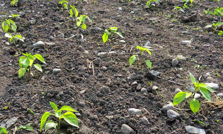 Establishing peppers – Tiny Farm Blog