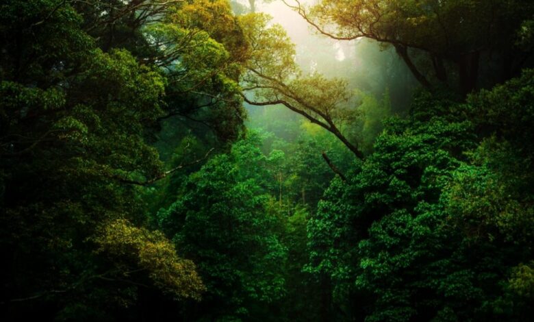 characteristics, flora, and fauna – The Modern Farms