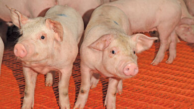 Animal welfare: Raising stress-free pigs