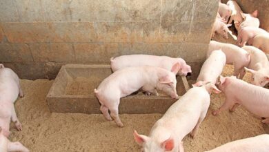Common pig diseases every farmer should watch out for
