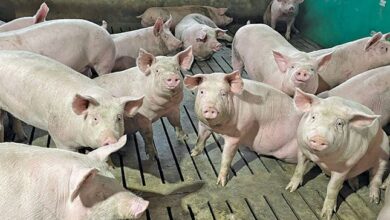 The critical role of proper nutrition in pig and poultry production