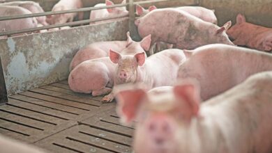 Many opportunities await SA’s pork industry
