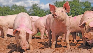 Swine flu or swine fever? Know the difference!