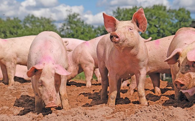 Swine flu or swine fever? Know the difference!