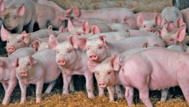 Grouping cattle from various sellers to appeal to buyers