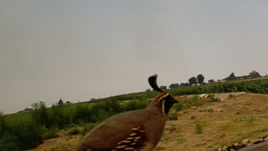 Gambel’s Quail —- Wednesday, August 20, 2025