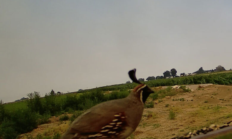 Gambel’s Quail —- Wednesday, August 20, 2025