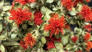 News from the Farm | June 23, 2025