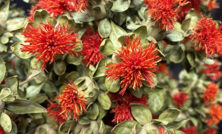 News from the Farm | June 23, 2025