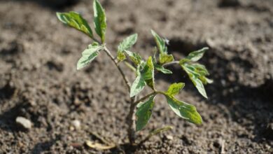 How to Fix Wilting Tomato Plants after Transplanting: 15 DIY Natural Reviving Steps How to Fix Wilting Tomato Plants after Transplanting: 15 DIY Natural Reviving Steps