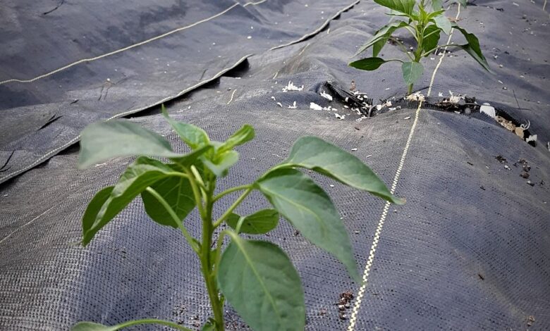 Anniversaries and the Farm Life – Fable Farms