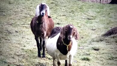 Ramblings – January 2019 – Fable Farms