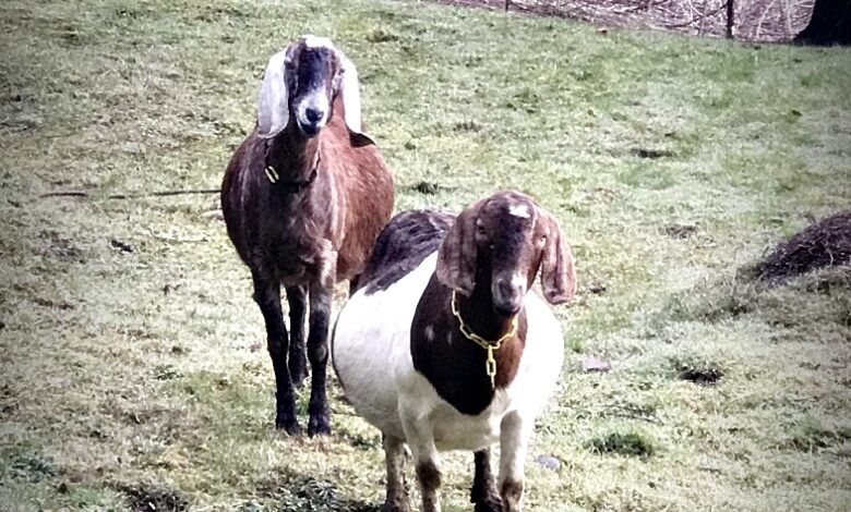 Ramblings – January 2019 – Fable Farms