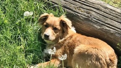 The Danger of Collars – Fable Farms