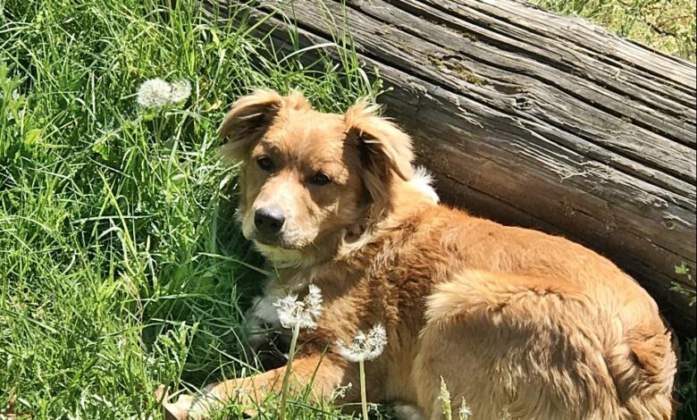 The Danger of Collars – Fable Farms