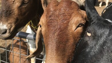 Goat Gremlins – Fable Farms